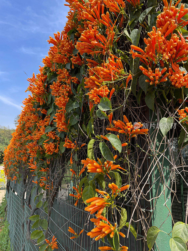 全画幅的金属框架的藤架覆盖爬升观赏开花橙色角藤(Pyrostegia venusta)横跨人行道，晴朗的蓝天背景，重点在前景